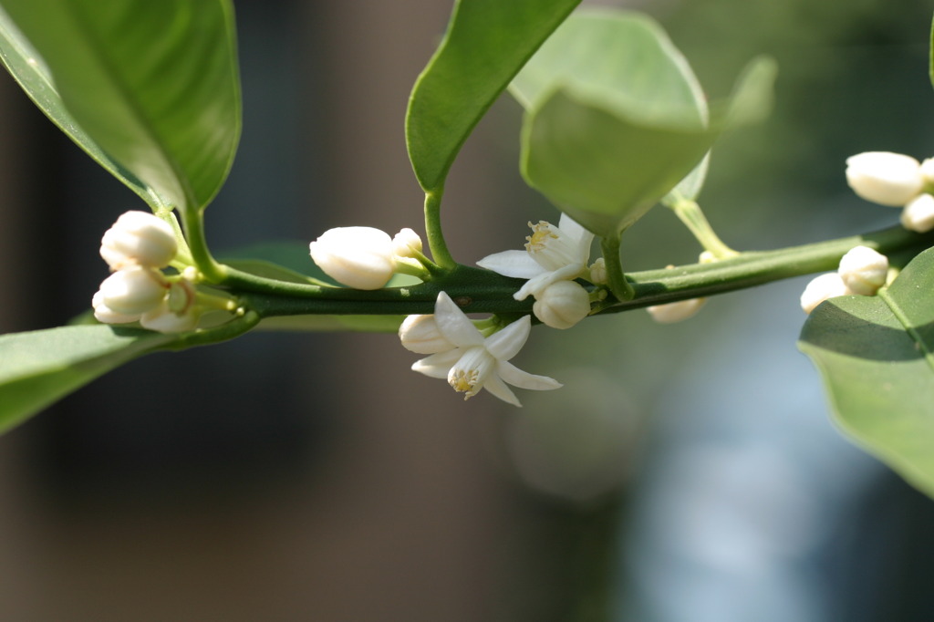 収穫されない果物達・・・キンカンの花