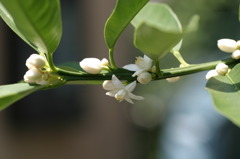 収穫されない果物達・・・キンカンの花