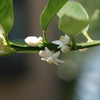 収穫されない果物達・・・キンカンの花