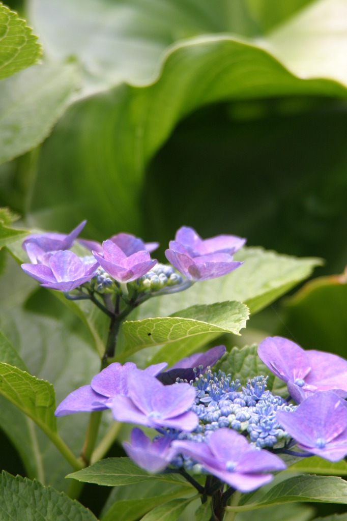 6.21 紫陽花