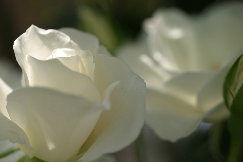 初夏への導き　薔薇