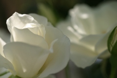 初夏への導き　薔薇
