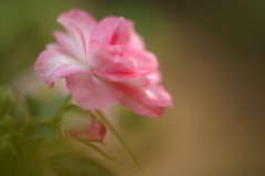 薔薇似