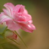 薔薇似