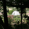 町田ダリア園