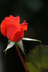 初夏への導き　薔薇