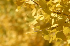 HAPPY  YELLOW