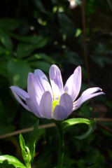 5月2日　庭の花   ミヤコワスレ