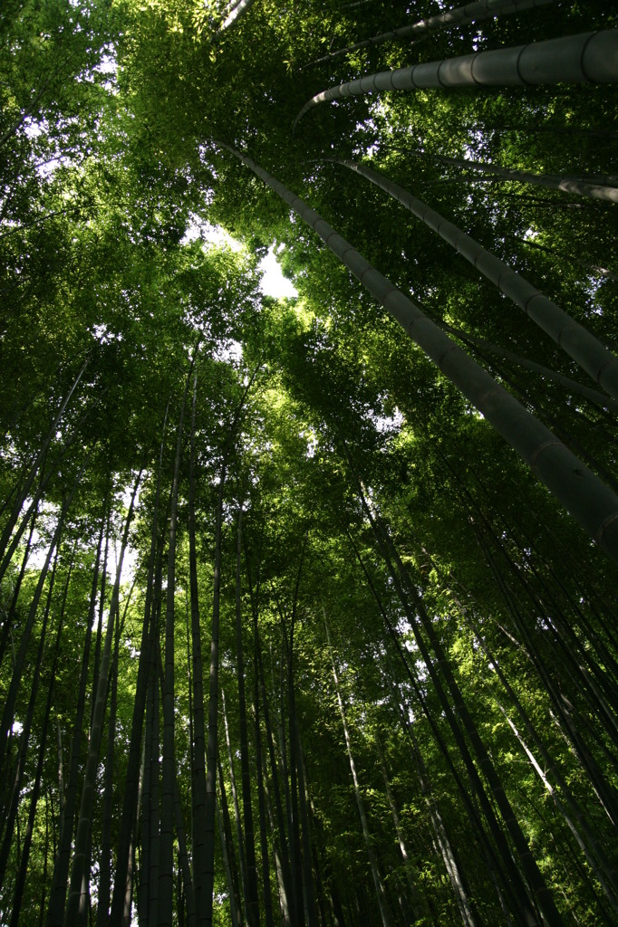 天まで届け。