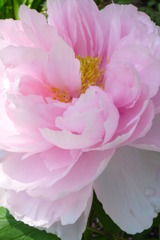 玉芙蓉
