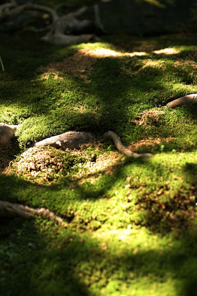 夏の苔