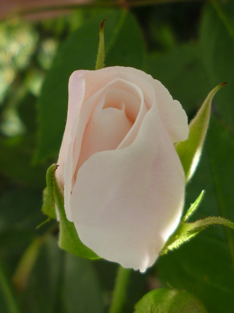 薔薇
