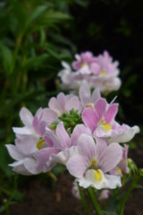 庭の花