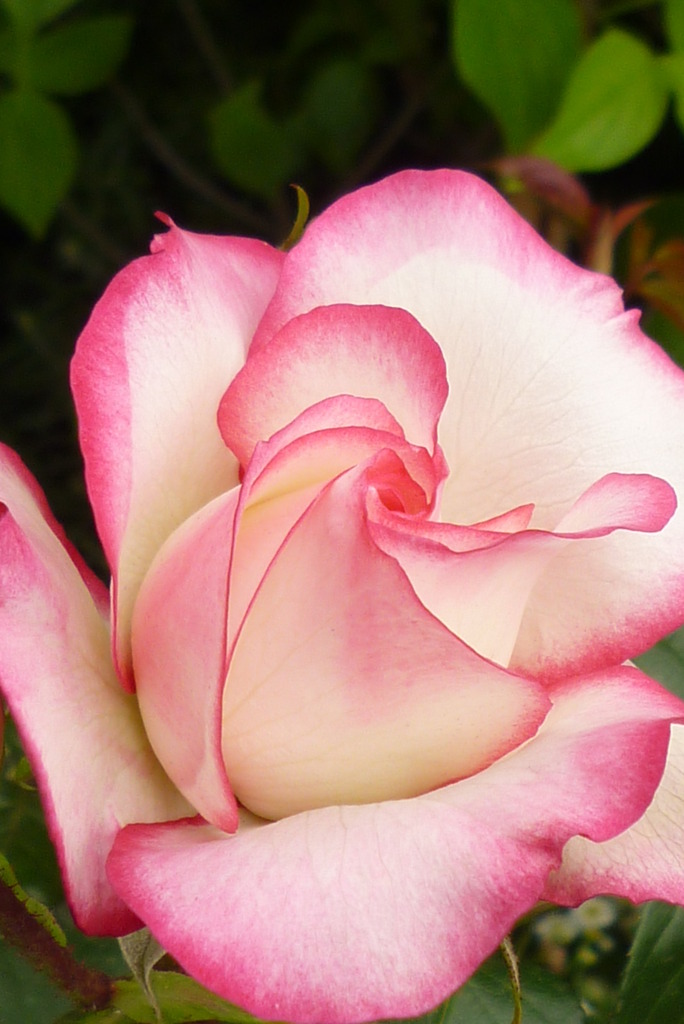 薔薇 008