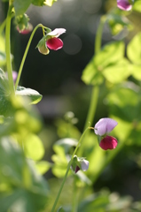 庭の花　②