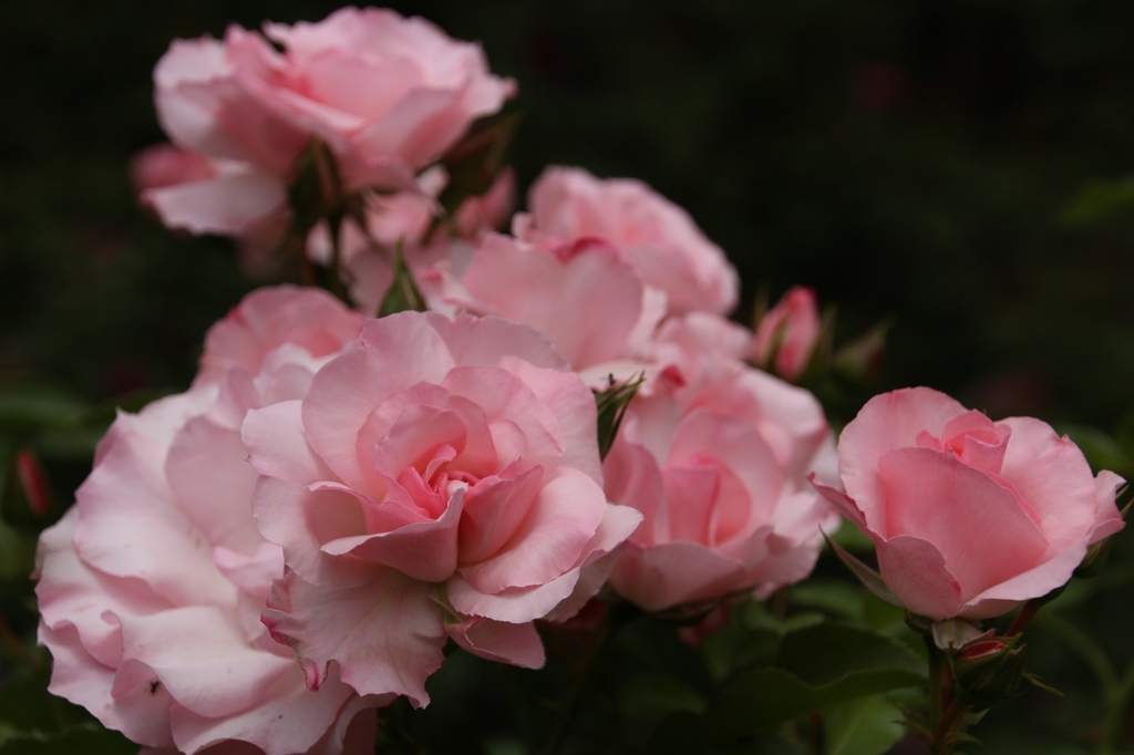 初夏への導き　薔薇
