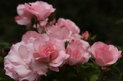 初夏への導き　薔薇