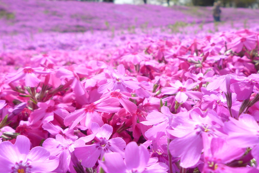 芝桜