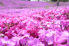 芝桜