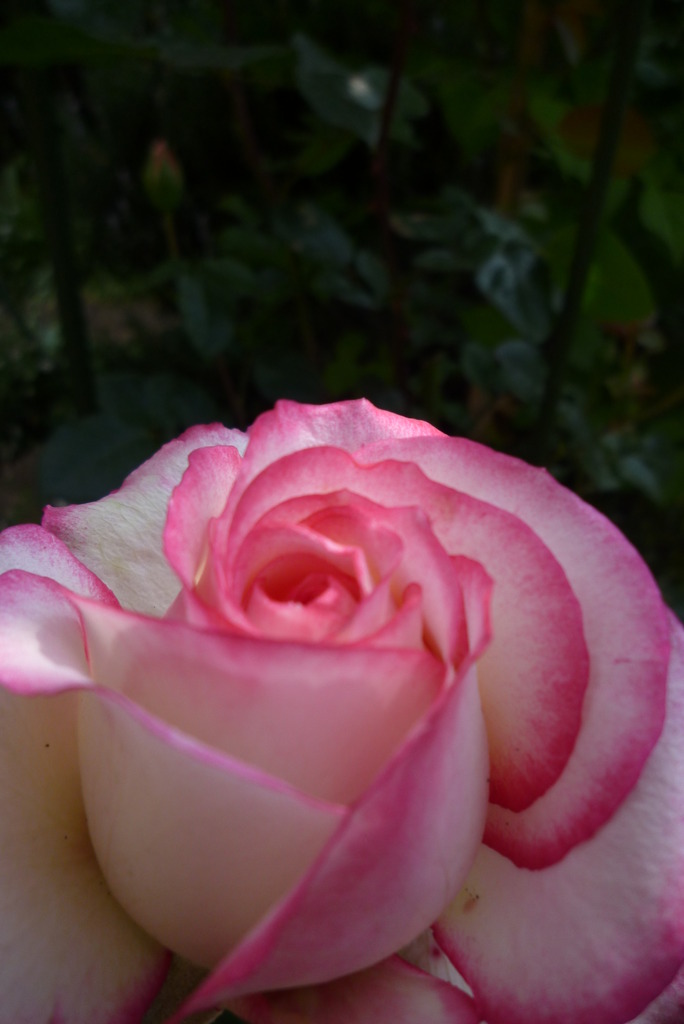 薔薇