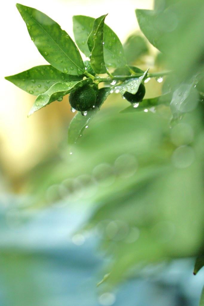雨上がりの輝き