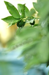 雨上がりの輝き