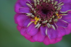 昼の花火