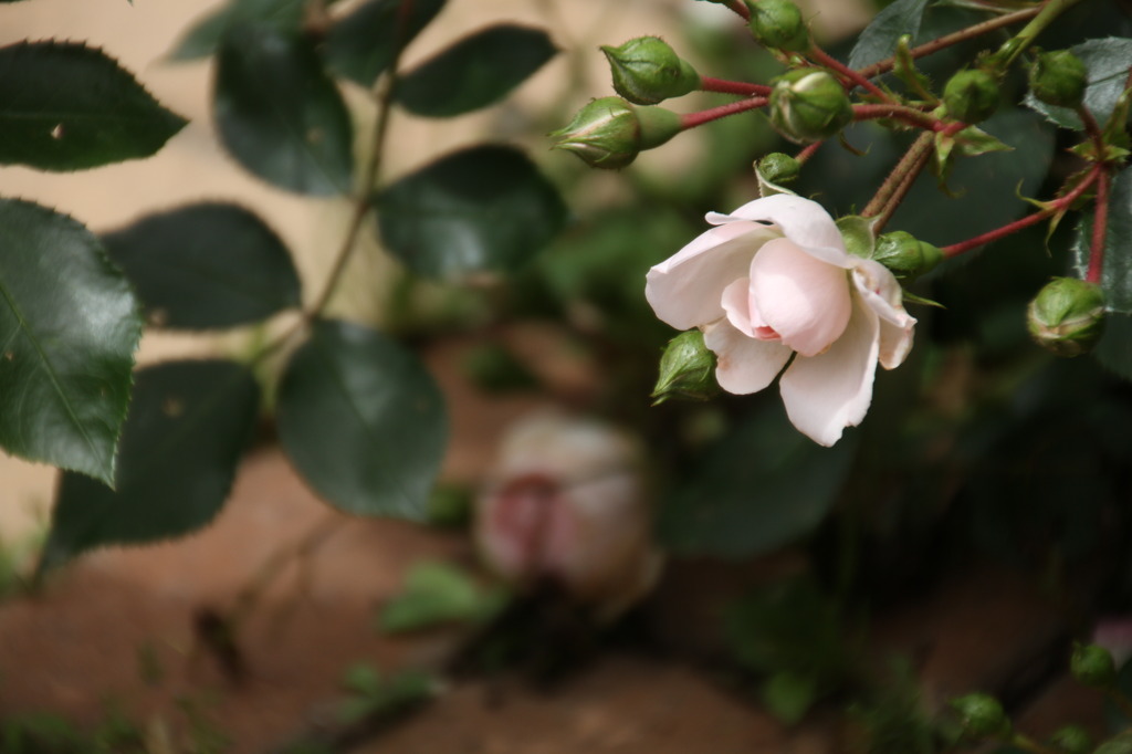 初夏への導き　薔薇