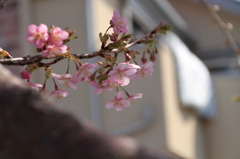 ご近所の河津桜