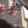 ご近所の河津桜