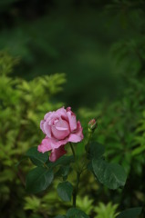 初夏への導き　薔薇