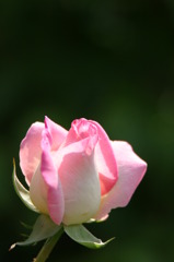 6。６庭　薔薇　モナコ
