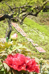 町田ぼたん園