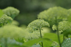 6.16紫陽花 011