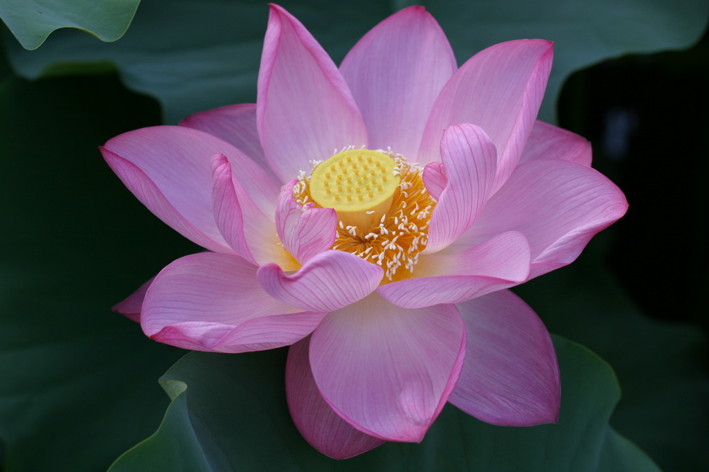 華