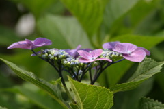紫陽花