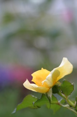 6.3 庭の薔薇