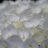 6.16紫陽花 