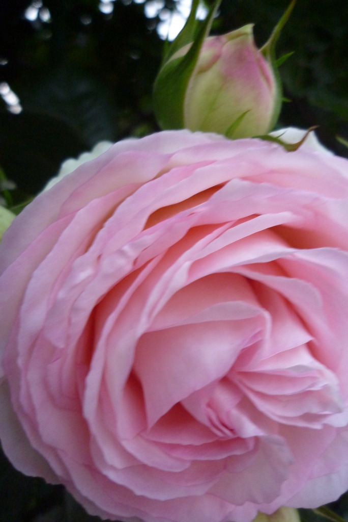 薔薇　5月17日 005