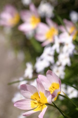 花ニラとミニチューリップ