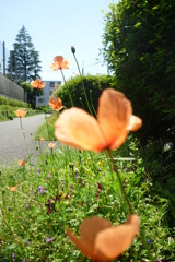 5月15日 005