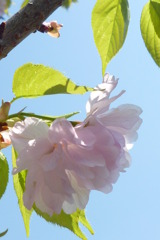 黄桜