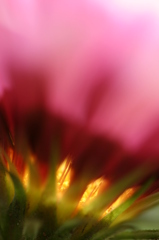 花陽
