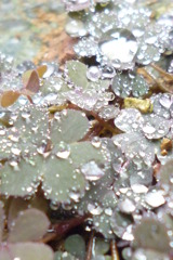 雨の日のかたばみ
