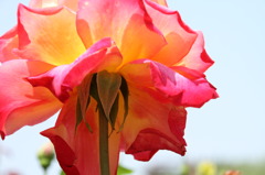 初夏への導き　薔薇