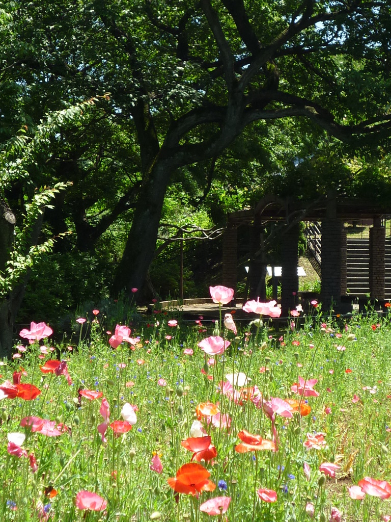 5.28 　　津久井湖　　花の苑地