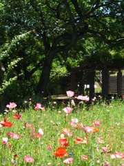 5.28 　　津久井湖　　花の苑地
