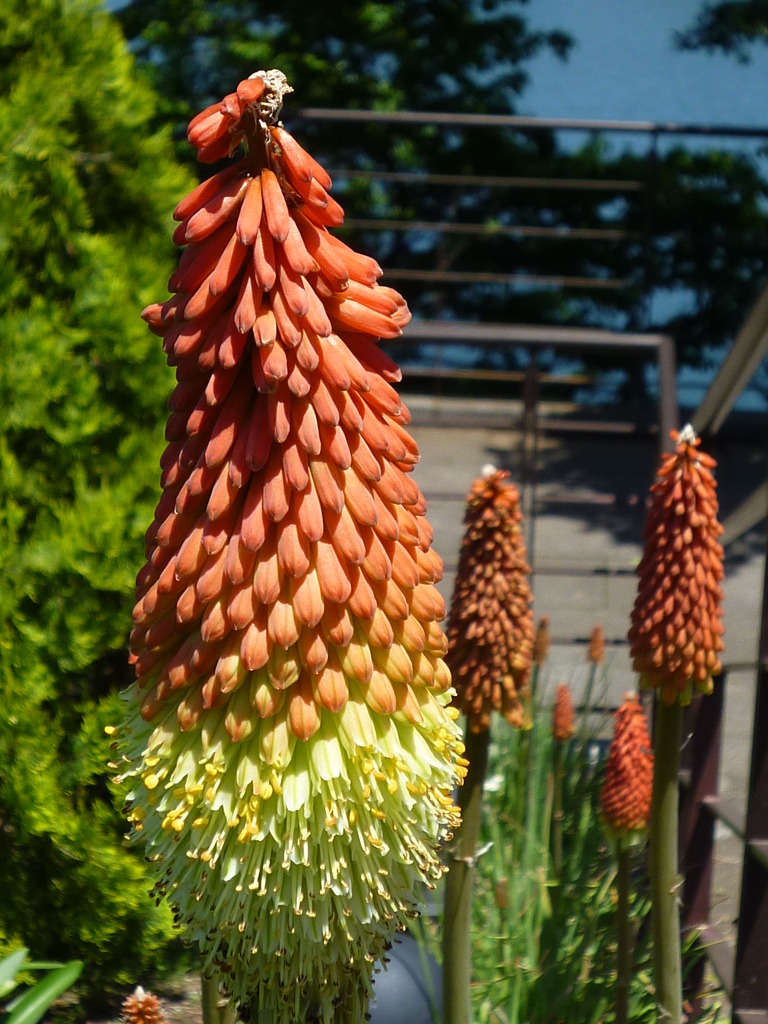 5.28 　津久井湖　花の苑地