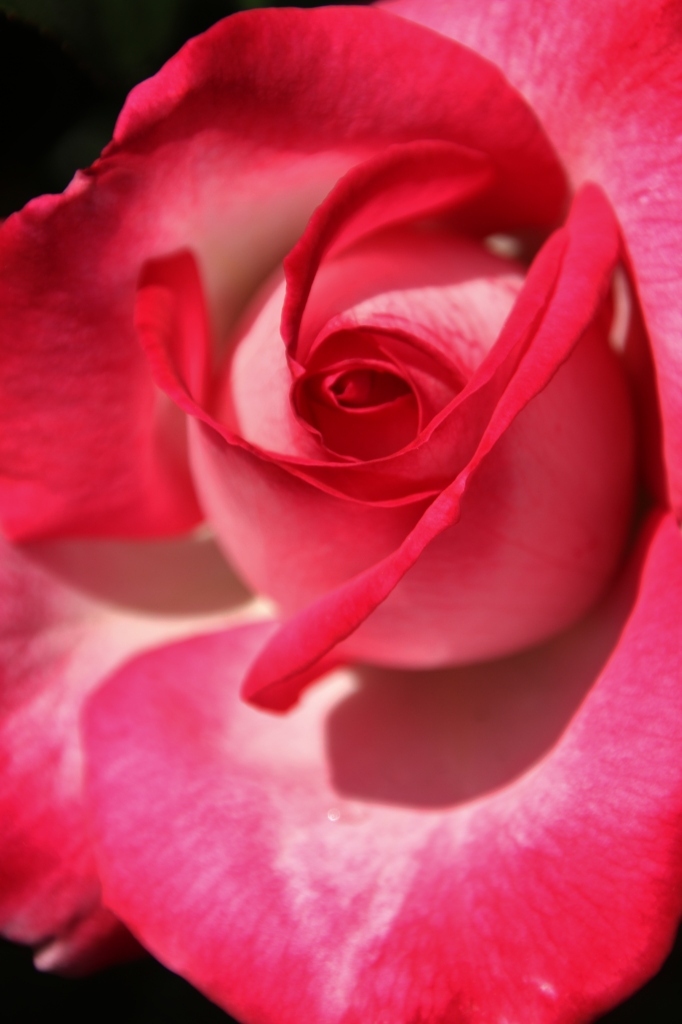 初夏への導き　薔薇