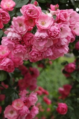 初夏への導き　薔薇
